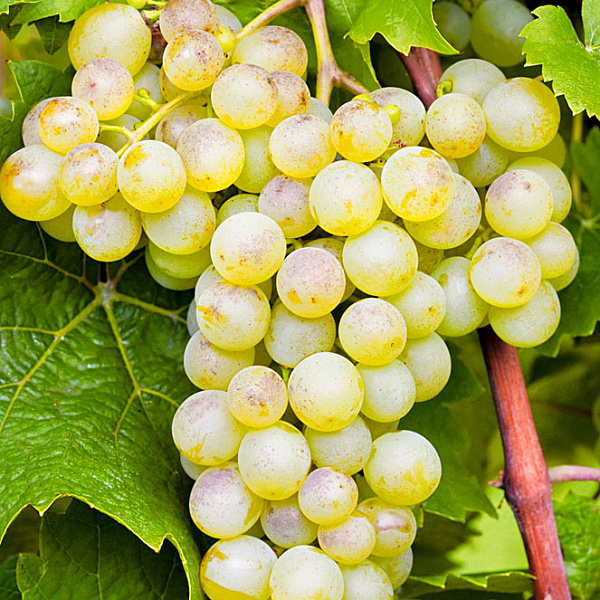 Виноград плодовый Кристалл фото 1 