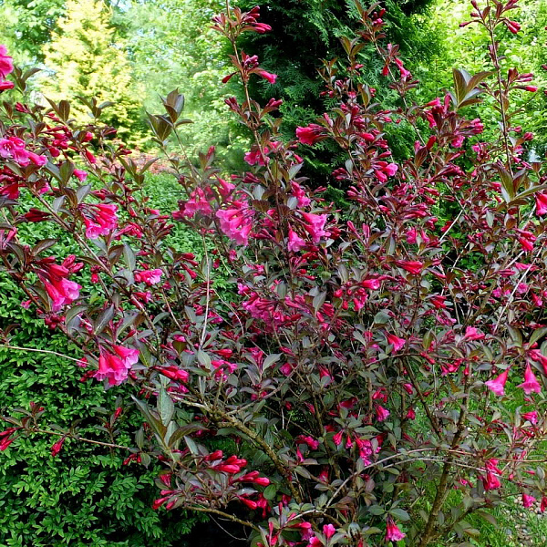 Вейгела цветущая Нана Пурпуреа фото 3 