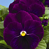Виола крупноцветковая Дельта Пьюр Виолет фото 2 