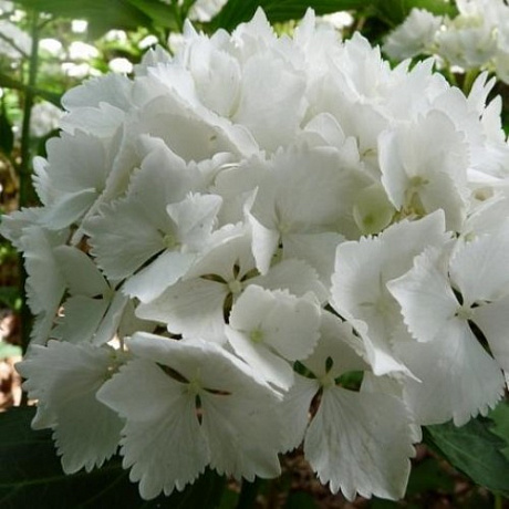 Гортензия крупнолистовая Нимфэ фото Гортензия крупнолистовая Нимфэ 