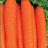 Морковь Нарбонне F1 фото 1 